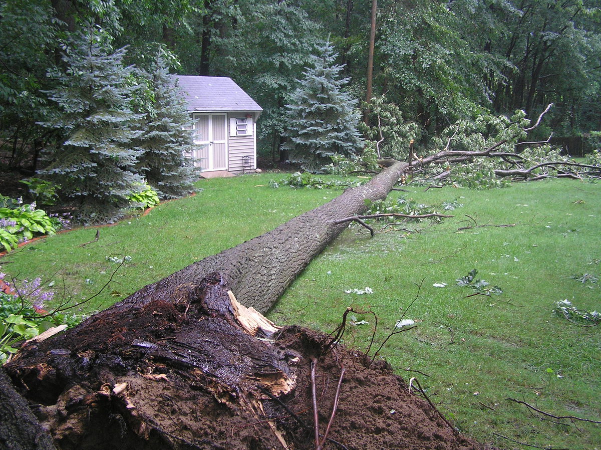 File:TheFallenTree2.jpg - MC Wiki